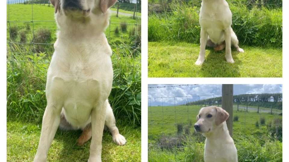 litters-sykehead-labrador-and-cocker-spaniel-breeders-in-cumbria