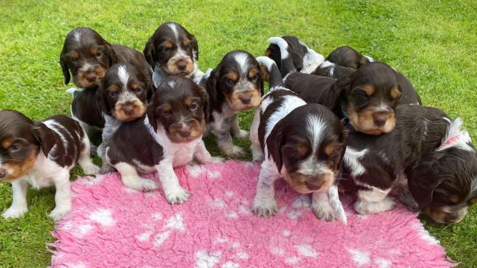WAITING LIST OPEN FOR PLUM AND ROLO'S CHOCOLATE ROAN AND TAN SHOW COCKER PUPPIES