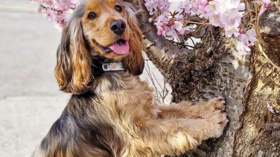 GENERAL SHOW COCKER SPANIEL WAITING LIST OPEN FOR 2024~2025