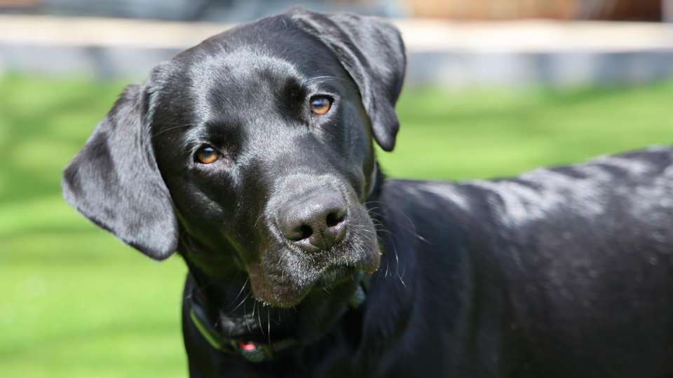 GENERAL LABRADOR LITTERS OF BLACKS ,YELLOW ,CHOCOLATE &amp; RED'S ~WAITING LISTS OPEN FOR 2024 &amp; EARLY 2025