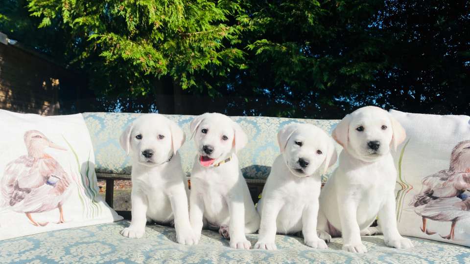 PLANNING AHEAD TO 2025~LIGHTEST SHADE OF YELLOW (WHITE) LABRADORS PLANNED